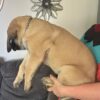 Brutus