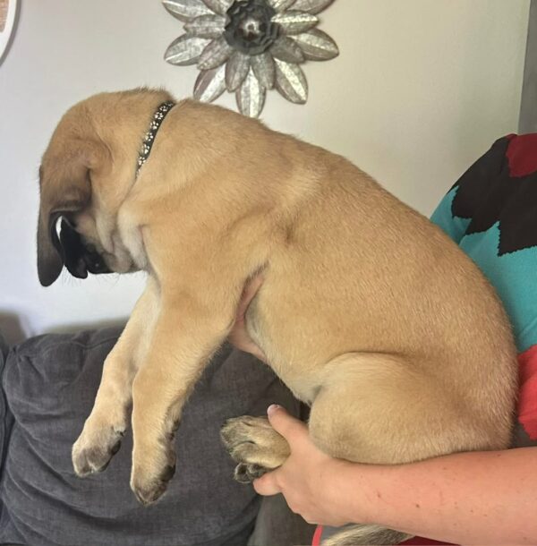 Brutus
