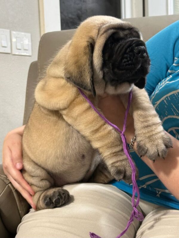 Duchess