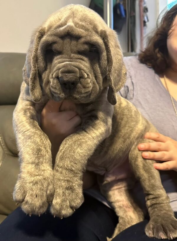 Titan