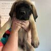 Brutus