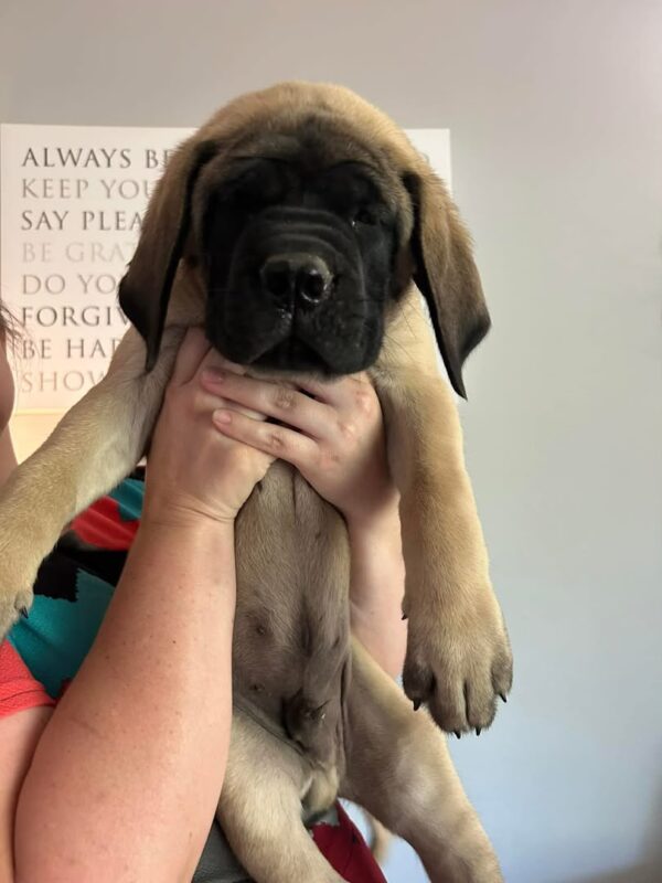 Brutus