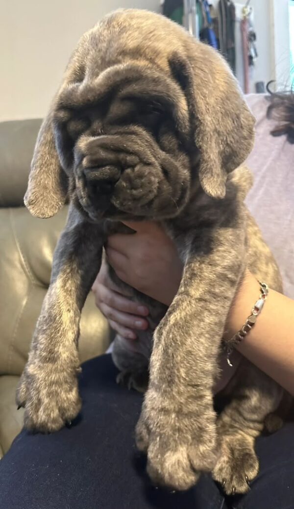 Titan