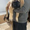 Athena