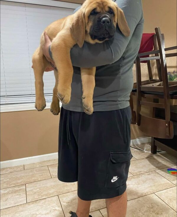 King