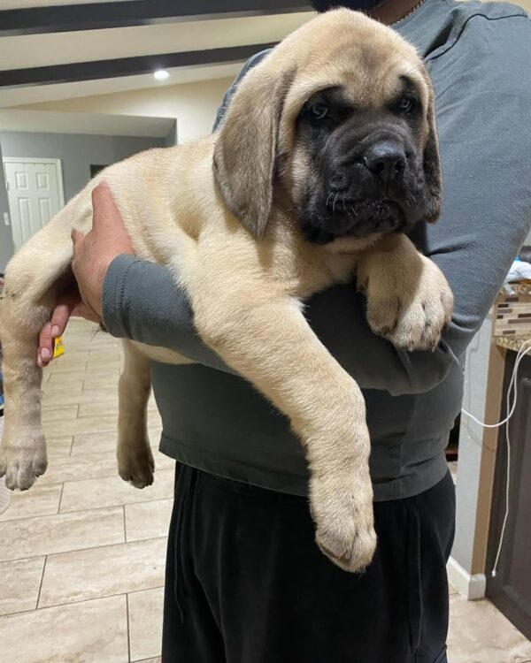 Diesel