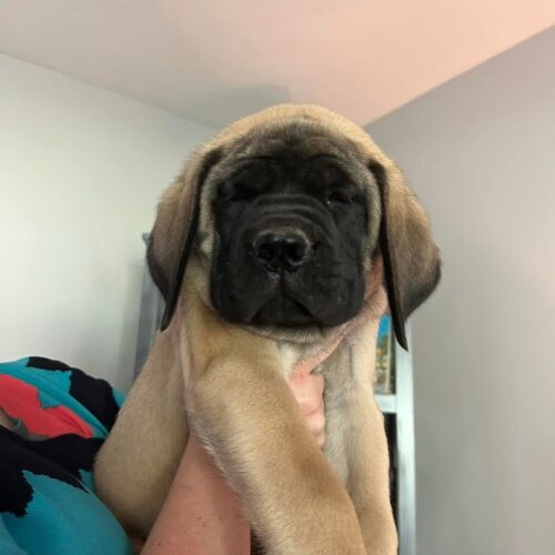 Brutus