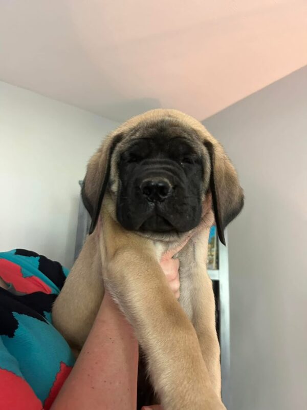 Brutus