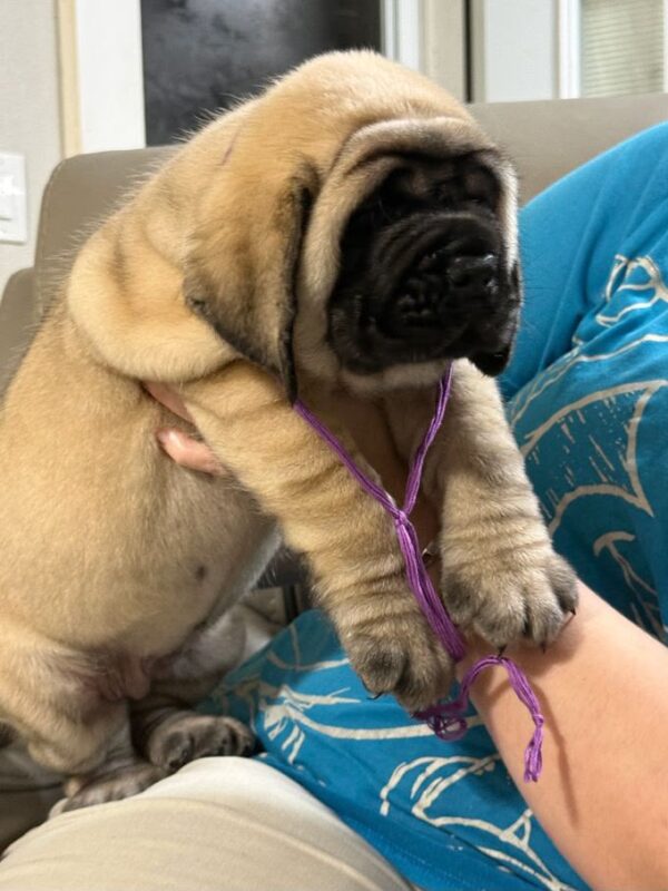 Duchess
